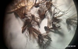 Zika: New Plague Of The End Times